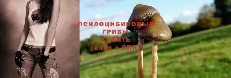 купить  цена  Жигулёвск  kraken ТОР  Псилоцибиновые грибы Cubensis 